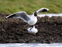 Chroicocephalus ridibundus 112, Kokmeeuw, Saxifraga-Bart Vastenhouw