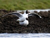 Chroicocephalus ridibundus 113, Kokmeeuw, Saxifraga-Bart Vastenhouw