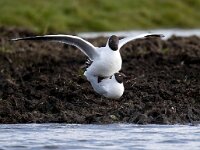 Chroicocephalus ridibundus 117, Kokmeeuw, Saxifraga-Bart Vastenhouw