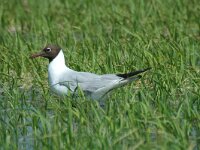 Chroicocephalus ridibundus 14, Kokmeeuw, Saxifraga-Marijke Verhagen