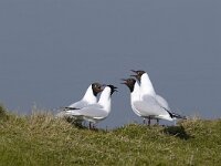 Chroicocephalus ridibundus 17, Kokmeeuw, display, Saxifraga-Piet Munsterman