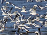 Chroicocephalus ridibundus 49, Kokmeeuw, Saxifraga-Peter Meininger