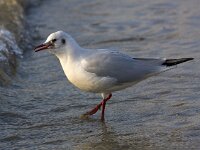 Chroicocephalus ridibundus 53, Kokmeeuw, Saxifraga-Bart Vastenhouw
