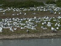 Chroicocephalus ridibundus 55, Kokmeeuw, Saxifraga-Willem van Kruijsbergen