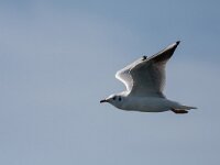 Chroicocephalus ridibundus 61, Kokmeeuw, Saxifraga-Jelmer Reyntjes : Chroicocephalus ridibundus, kokmeeuw