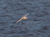 Chroicocephalus ridibundus 74, Kokmeeuw, Saxifraga-Dirk Hilbers