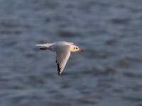 Chroicocephalus ridibundus 75, Kokmeeuw, Saxifraga-Dirk Hilbers