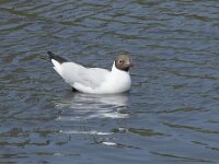 Chroicocephalus ridibundus 88, Kokmeeuw, Saxifraga-Willem van Kruijsbergen