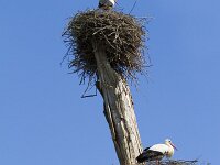 Ciconia ciconia 112, Ooievaar, Saxifraga-Jan Nijendijk