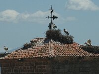 Ciconia ciconia 13, Ooievaar, Saxifraga-Jan van der Straaten