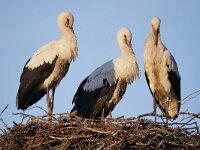 Ciconia ciconia 139, Ooievaar, Saxifraga-Tom Heijnen