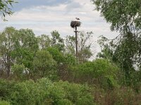 Ciconia ciconia 143, Ooievaar, Saxifraga-Hans Hoogenhuis