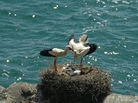 Ciconia ciconia 15, Ooievaar, Saxifraga-Jan van der Straaten