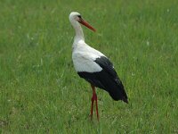Ciconia ciconia 18, Ooievaar, Saxifraga-Jan van der Straaten