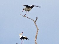 Ciconia ciconia 20, Ooievaar, Saxifraga-Hans Dekker