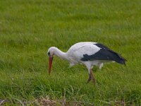 Ciconia ciconia 23, Ooievaar, Saxifraga-Jan Nijendijk