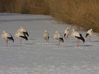 Ooievaars  Ooievaars in de Flevopolder op ijs : Ciconia ciconia
