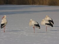 Ooievaars  Ooievaars in de Flevopolder op ijs : Ciconia ciconia