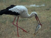 Ciconia ciconia 35, Ooievaar, Saxifraga-Ad Wittgen