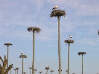 Ciconia ciconia 39, Ooievaar, Saxifraga-Rudmer Zwerver