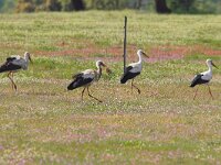 Ciconia ciconia 40, Ooievaar, Saxifraga-Martin Mollet
