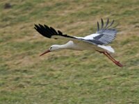 Ciconia ciconia 42, Ooievaar, Saxifraga-Ab H Baas