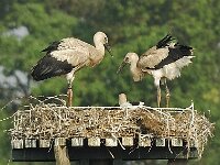 Ooievaar #16590 : Ooievaar, Ciconia ciconia, White Stork