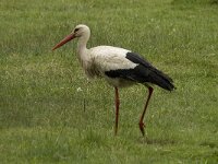 Ciconia ciconia 49, Ooievaar, Saxifraga-Jan van der Straaten