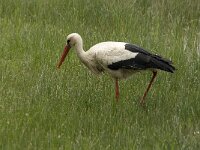 Ciconia ciconia 51, Ooievaar, Saxifraga-Jan van der Straaten