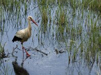 Ciconia ciconia 58, Ooievaar, Saxifraga-Jan van der Straaten