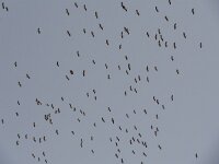 Ciconia ciconia 61, Ooievaar, Saxifraga-Mark Zekhuis