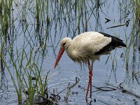 Ciconia ciconia 62, Ooievaar, Saxifraga-Jan van der Straaten
