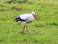 Ciconia ciconia 69, Ooievaar, Saxifraga-Bart Vastenhouw