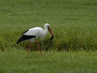 Ciconia ciconia 7, Ooievaar, Saxifraga-Piet Munsterman