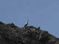 Ciconia ciconia 77, Ooievaar, Saxifraga-Willem van Kruijsbergen