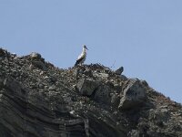 Ciconia ciconia 78, Ooievaar, Saxifraga-Willem van Kruijsbergen