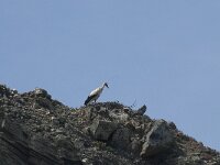 Ciconia ciconia 79, Ooievaar, Saxifraga-Willem van Kruijsbergen