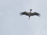 Ciconia ciconia 82, Ooievaar, Saxifraga-Willem van Kruijsbergen