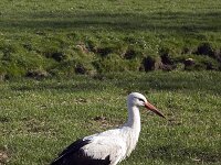 White Stork (Ciconia ciconia) in meadow  White Stork (Ciconia ciconia) in meadow : avifauna, bird, black, Ciconia ciconia, fauna, grass, grassland, meadow, natural, nature, red bill, strok, walking, white, white stork, wildlife