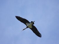 Zwarte ooievaar  zwarte ooievaar op trek : Ciconia nigra