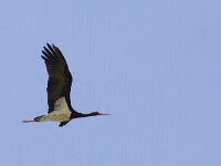 Ciconia nigra 15, Zwarte ooievaar, Saxifraga-Mark Zekhuis