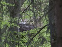Ciconia nigra 19, Zwarte ooievaar, Saxifraga-Mark Zekhuis