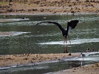 Ciconia nigra 20, Zwarte ooievaar, Saxifraga-Hans Dekker