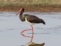 Ciconia nigra 27, Zwarte ooievaar, Saxifraga-Henk Baptist