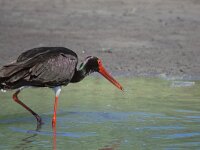 Ciconia nigra 4, Zwarte ooievaar, Saxifraga-Piet Munsterman