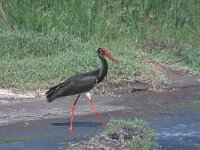 Ciconia nigra 5, Zwarte ooievaar, Saxifraga-Piet Munsterman