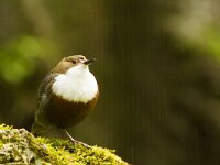 Waterspreeuw  Wterpreeuw - Cinclus cinclus