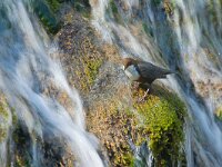 waterspreeuw in de Jura Baumes Les Messieur  Waterspreeuw bij waterval : Cinclus cinclus