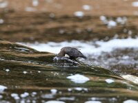 Cinclus cinclus 26, Waterspreeuw, Saxifraga-Jelmer Reyntjes : Cinclus cinclus cinclus, Landgoed Mensinge, beek, lieversche diep, vistrap, waterspreeuw, zwartbuik, zwartbuikwaterspreeuw