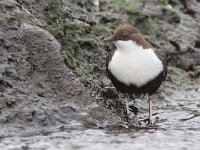 Cinclus cinclus 29, Waterspreeuw, Saxifraga-Mark Zekhuis